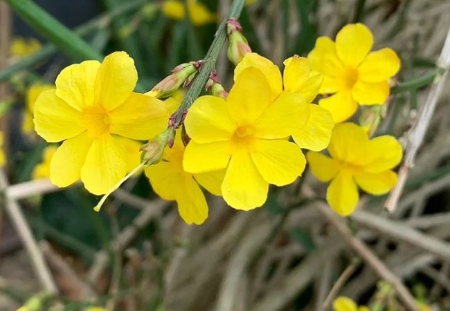 10 Stunning Star Jasmine Varieties for Your Garden
