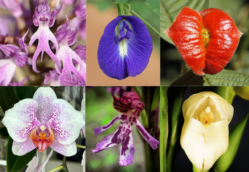 12 Flowers That Look Like Vaginas: Quirky Blooms for Your Garden