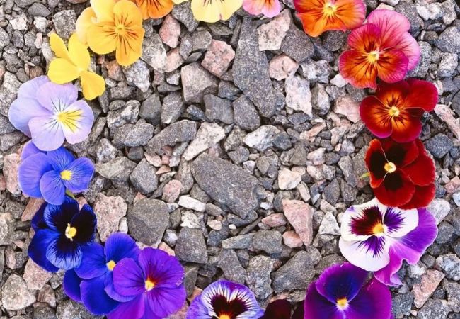 30 Best Fall Flowers : Bringing Autumn Colors to Your Garden