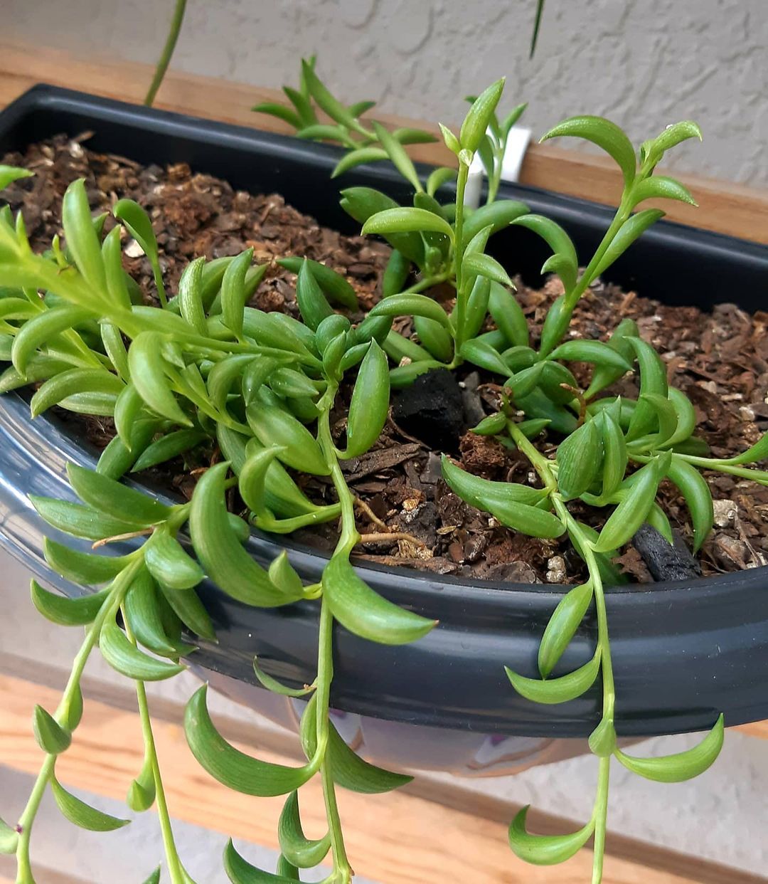 Wooden shelf holding a String of Bananas plant in a planter
