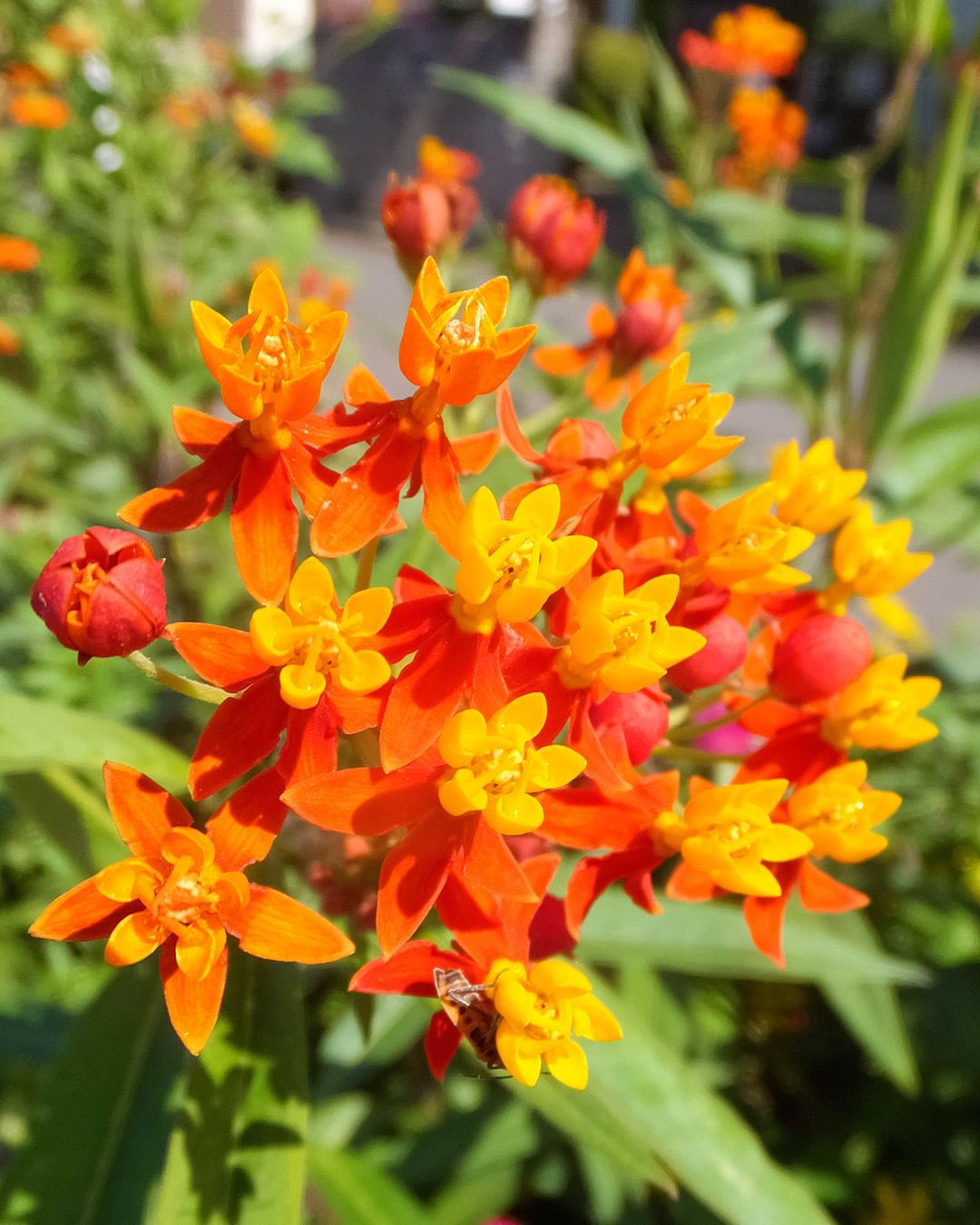 Bloodflower (Asclepias curassavica)