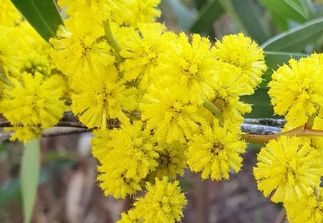 Acacia Flowers : Nature's Golden Beauties