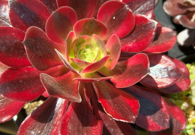 Aeoniums : The Coolest Succulents You've Never Heard Of