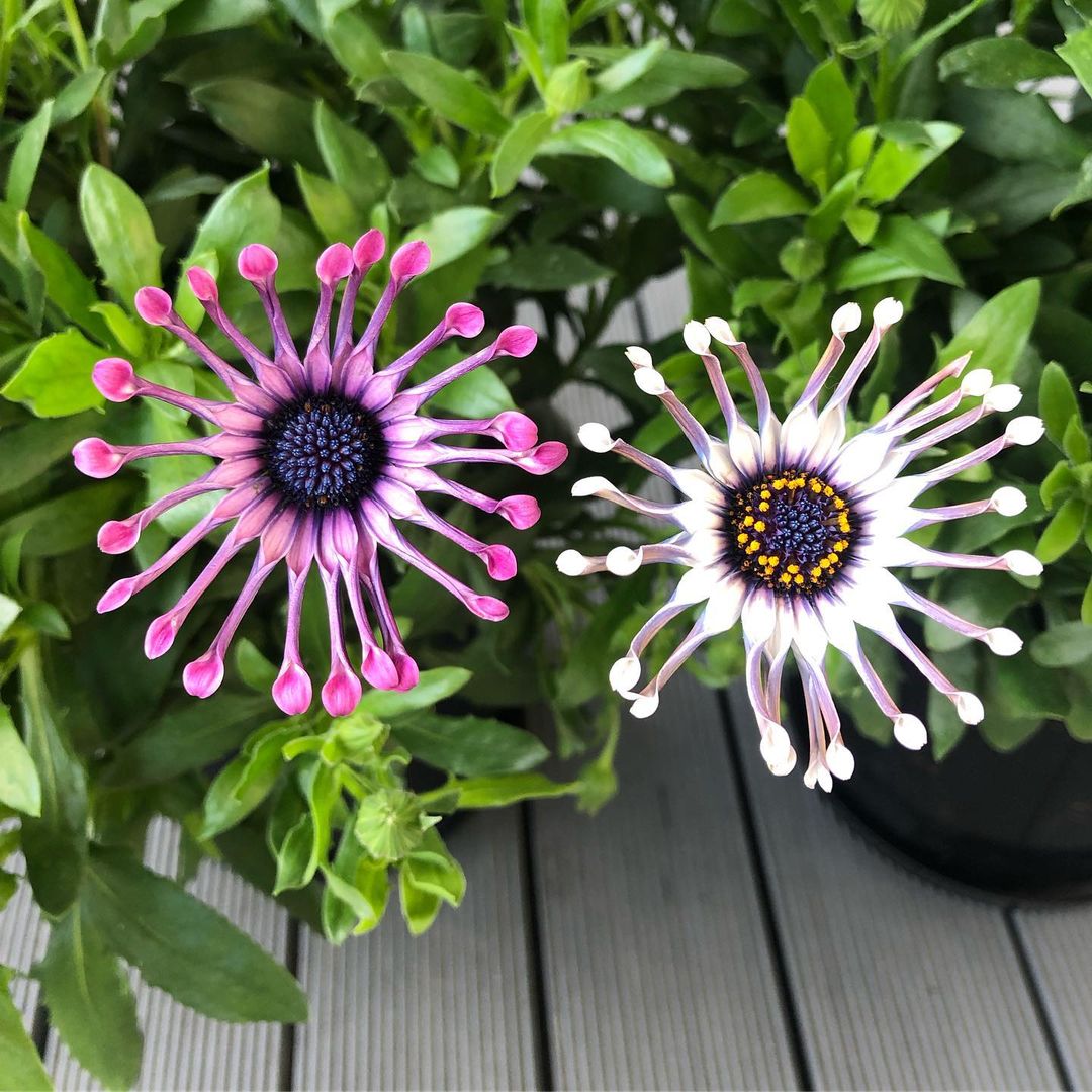 African Daisy : Bringing Vibrant Colors to Your Garden