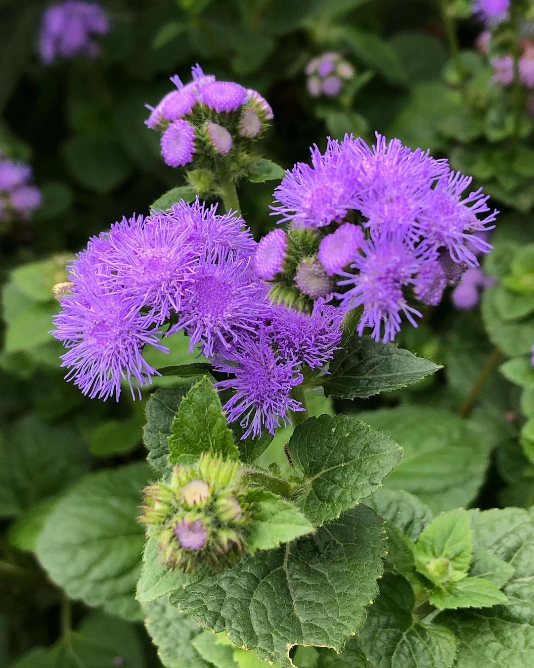 Ageratum : The Fluffy Bluemink Wonder in Your Garden
