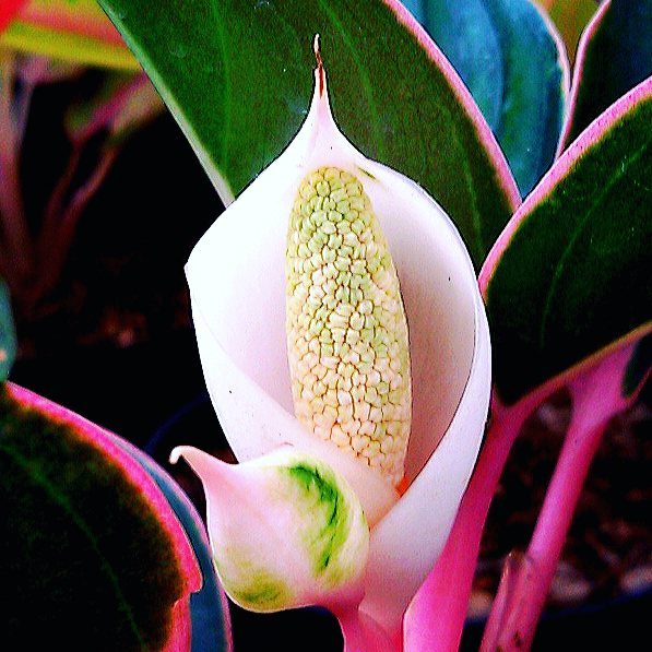253 characters · 41 words · 👔 Formal · English
A close-up of an Aglaonema (Chinese Evergreen) flower with a green center. 