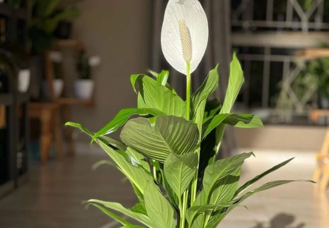 Aglaonema vs. Spathiphyllum: Which Houseplant is Right for You?