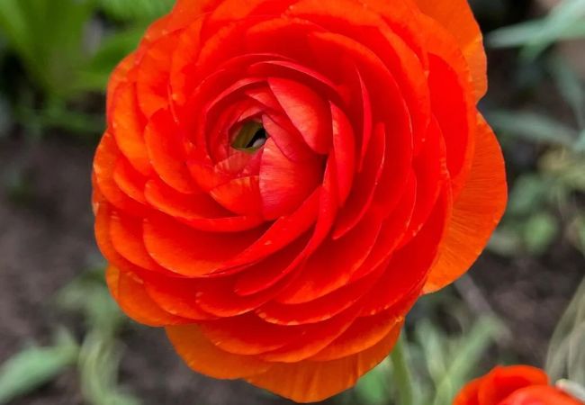 All About Ranunculus Flowers : A Gardener's Guide