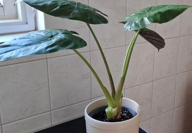Alocasia Wentii Care Guide: Mastering the Hardy Elephant Ear Plant