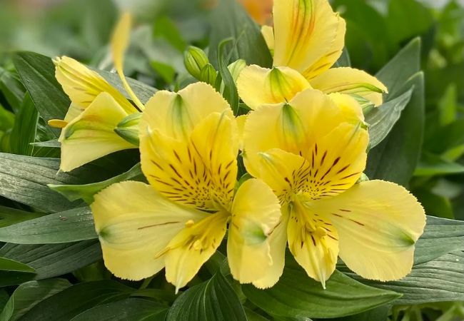Alstroemeria Flower : The Colorful Peruvian Lily