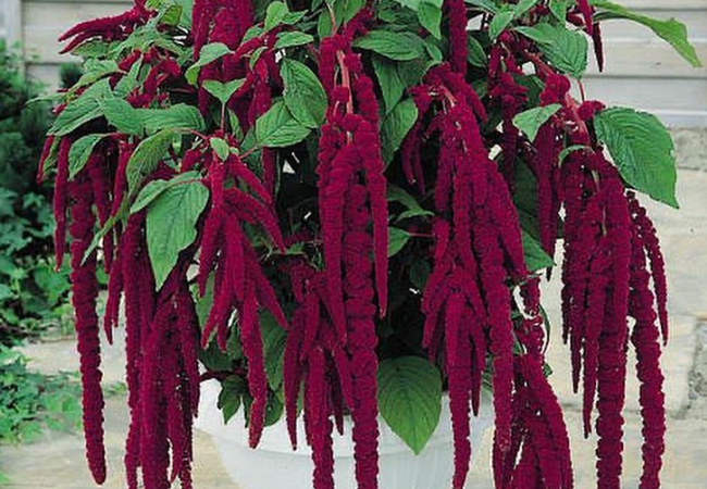 Amaranthus Flower : A Colorful Garden Wonder