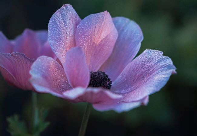 Anemone Flowers : The Colorful Charmers of Your Garden