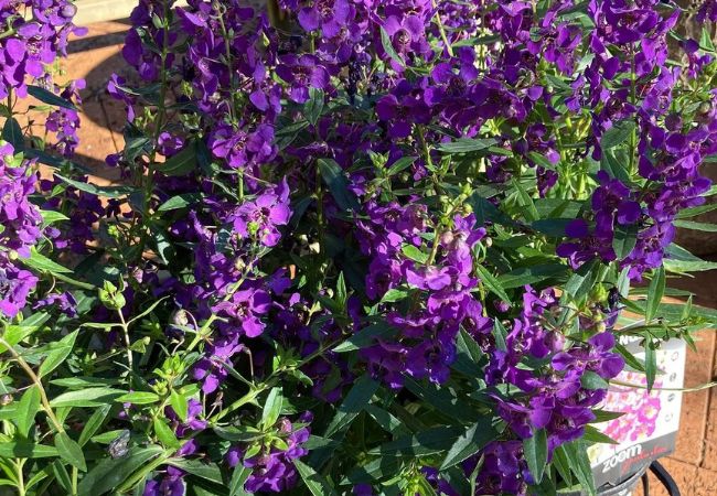 Angelonia : The Summer Snapdragon
