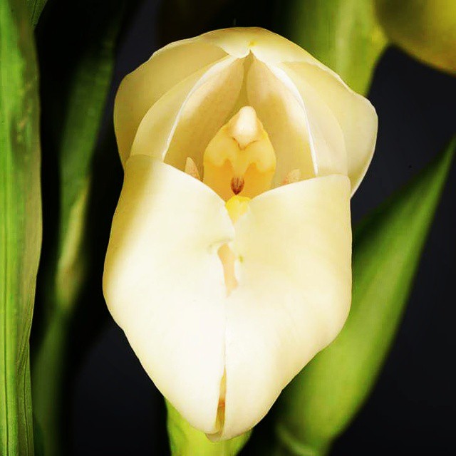 Anguloa uniflora, also known as the 