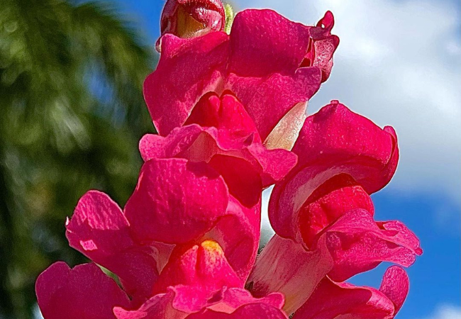 How to Grow and Fertilize Antirrhinum Flower Snapdragons