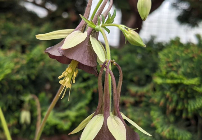 Aquilegia Flower : A Guide to Growing