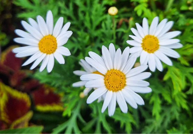 Argyranthemum : The Cheerful Marguerite Daisy for Your Garden