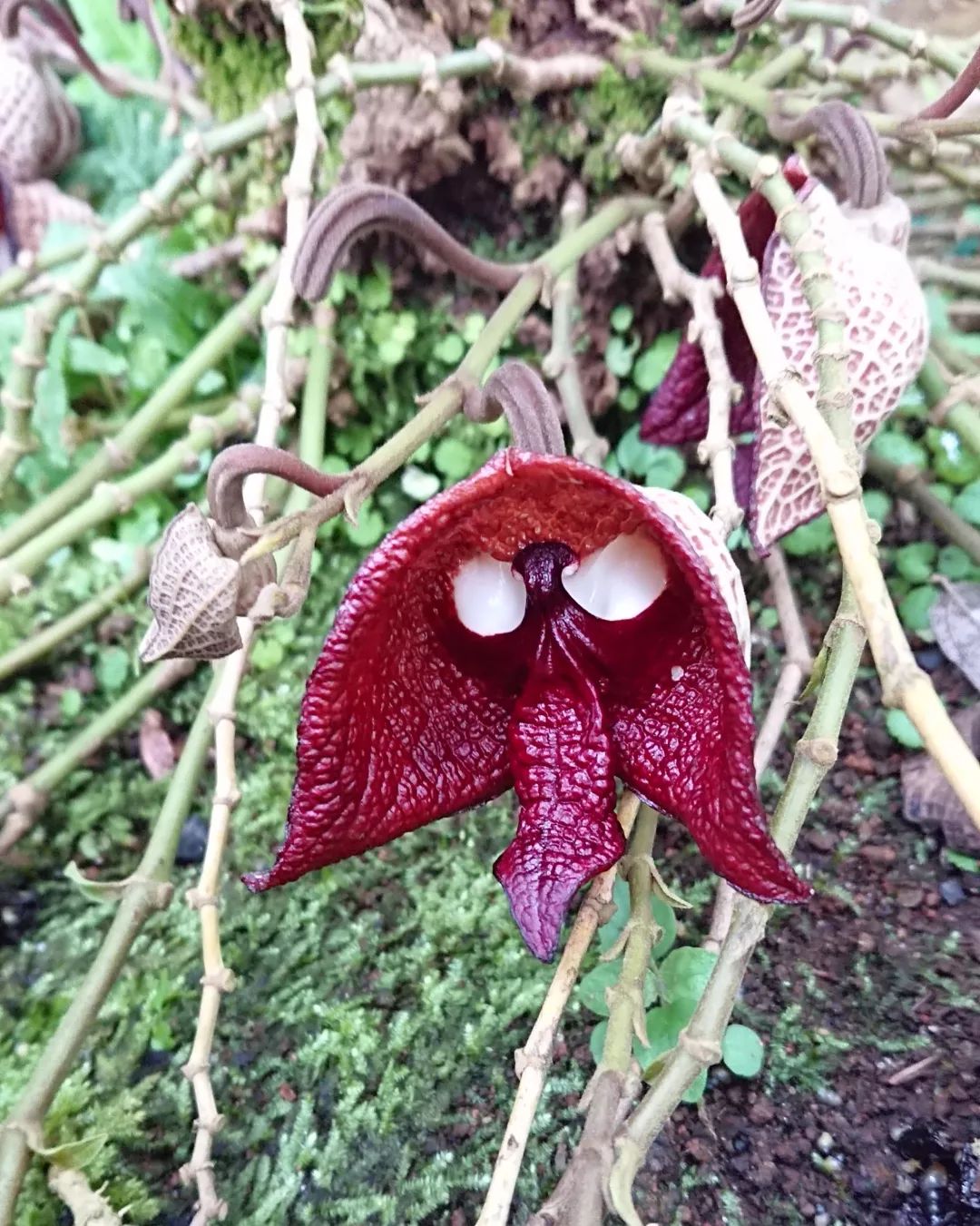 Aristolochia salvadorensis is a rare, tropical vine known for its unique, pipe-shaped flowers.flowers that look like vaginas