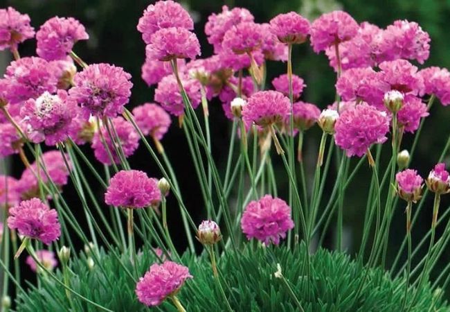 Armeria : The Tough and Tiny Beauty for Your Garden