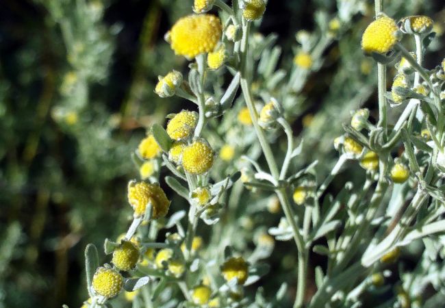 Artemisia : Nature's Healing Herb Through the Ages