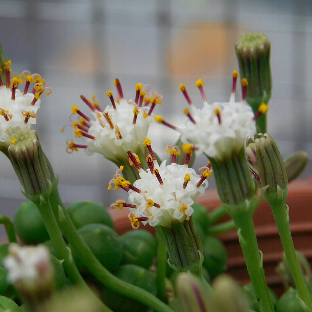 Senecio Flowers