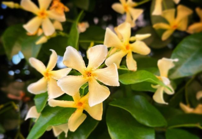 Asiatic Jasmine Flower: Everything You Need to Know About This Versatile Plant
