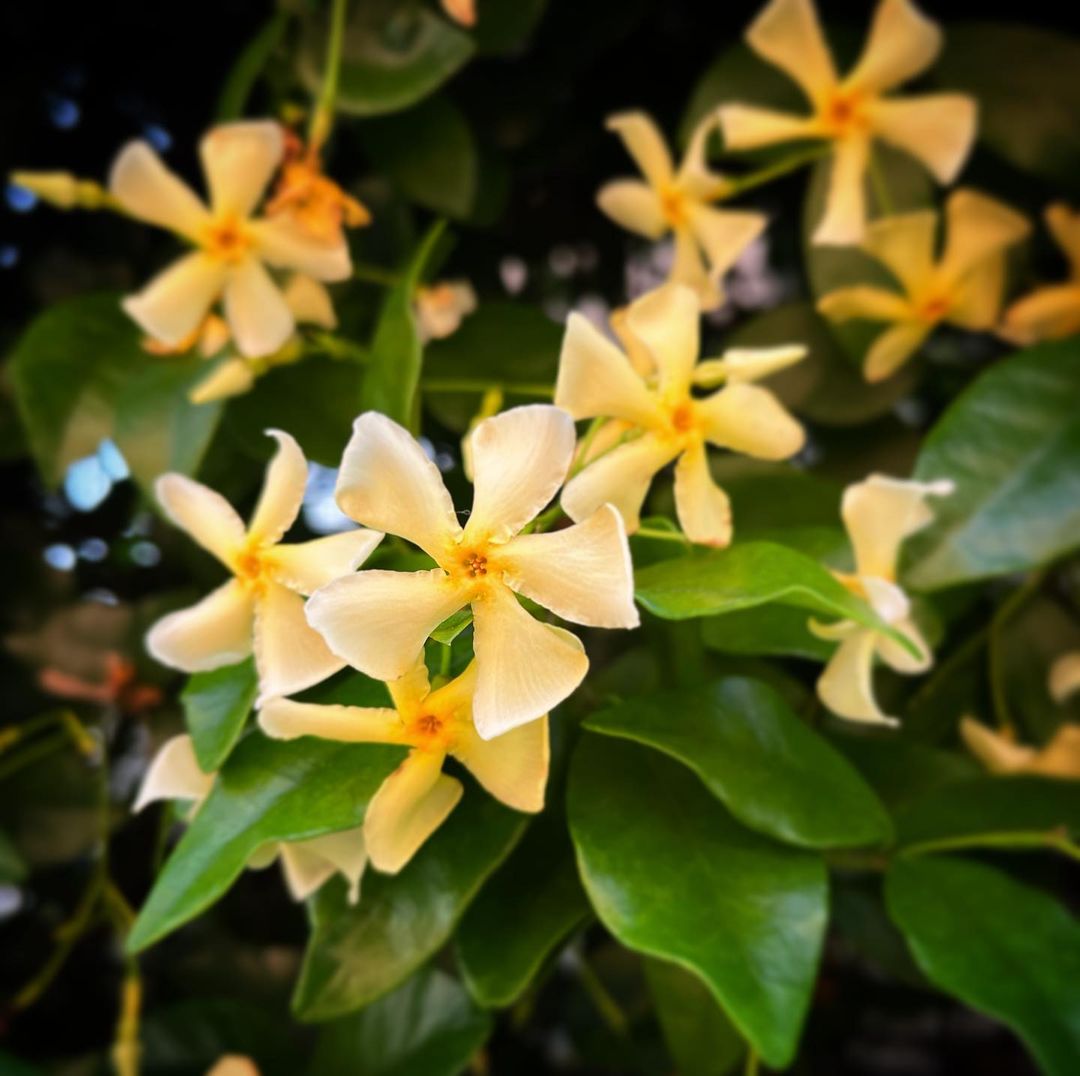 Bright yellow blooms of Asiatic Jasmine stand out on the tree