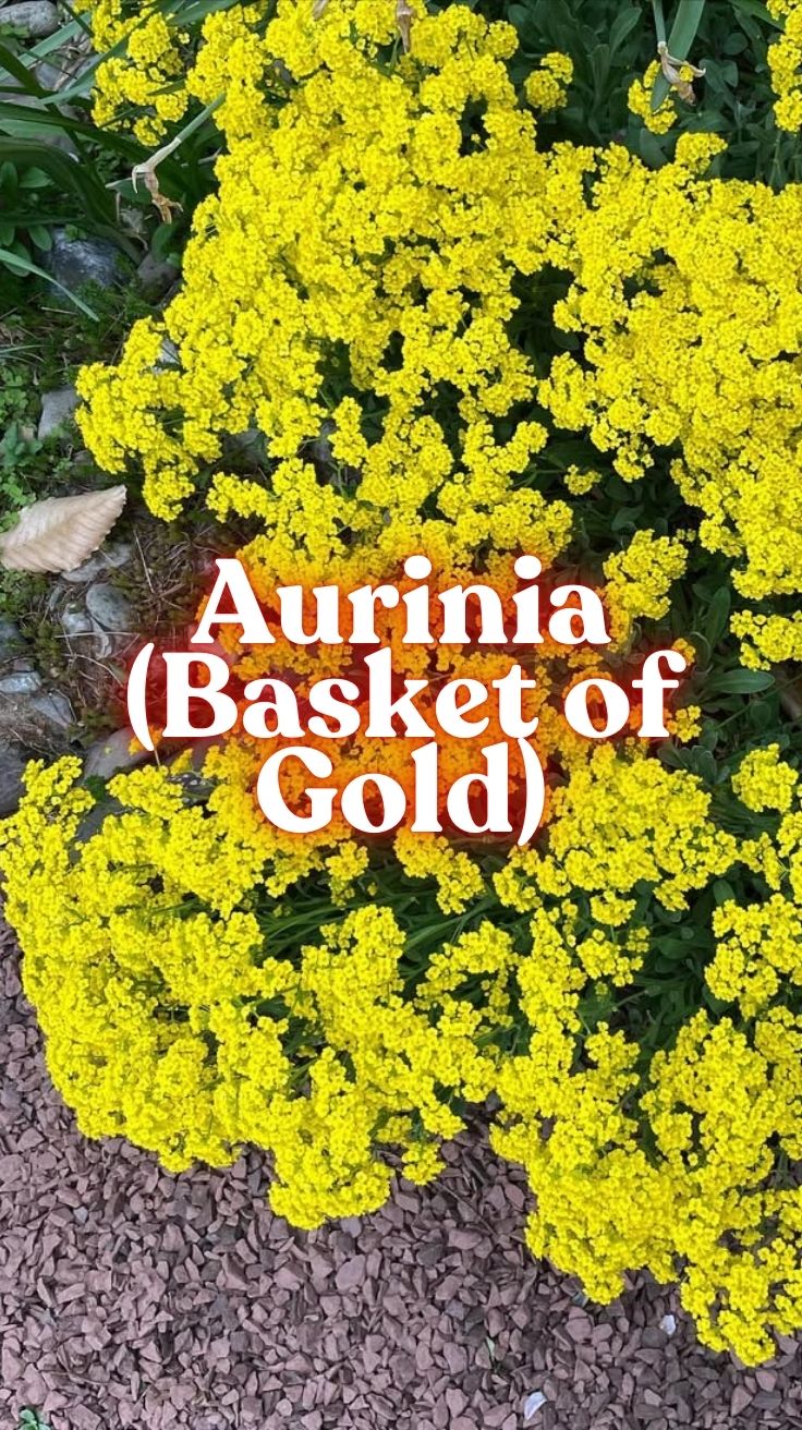 Aurinia (Basket of Gold): A Gardener’s Guide to Growing This Golden Perennial