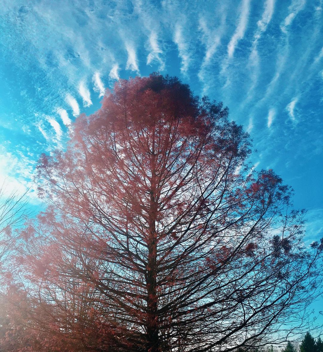 Bald Cypress tree against blue sky with clouds. Trees that start with B