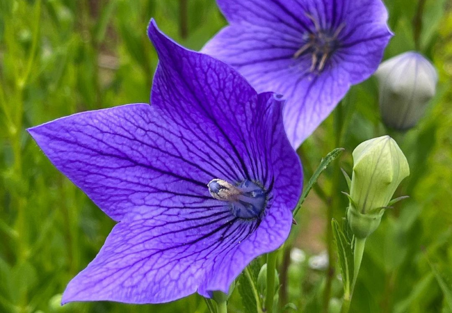 Balloon Flowers : Charming Garden Stars