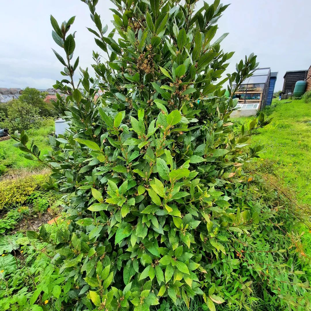 A close-up of Bay Laurel bush with vibrant green leaves. Trees that start with B