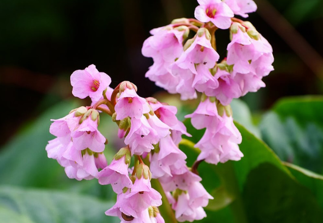 Bergenia : The Charming Pigsqueak Flower