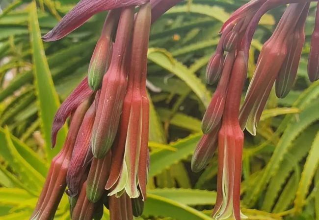 Beschorneria : The Stunning Mexican Lily