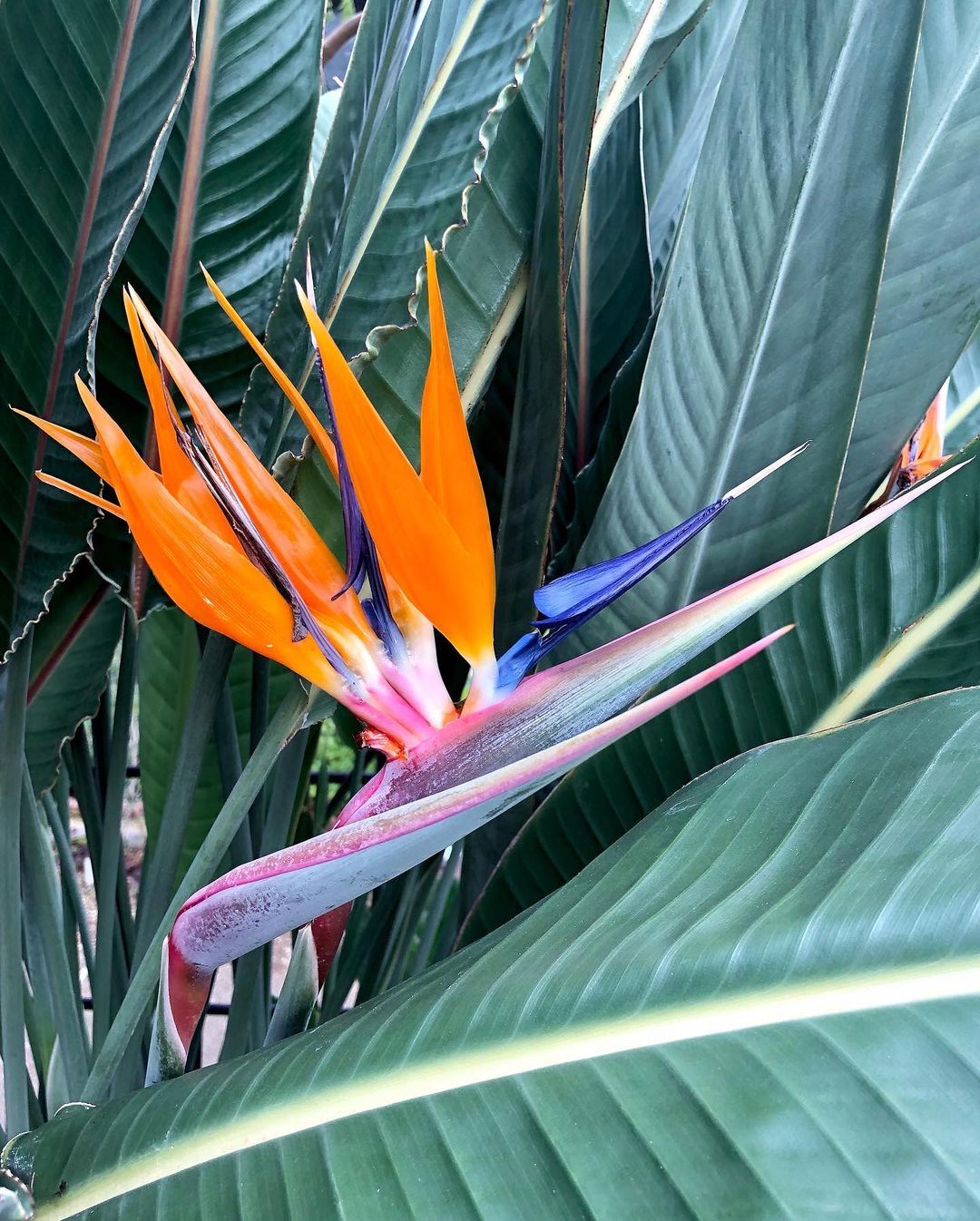 A close-up of a Bird of Paradise flower with vibrant orange and blue petals