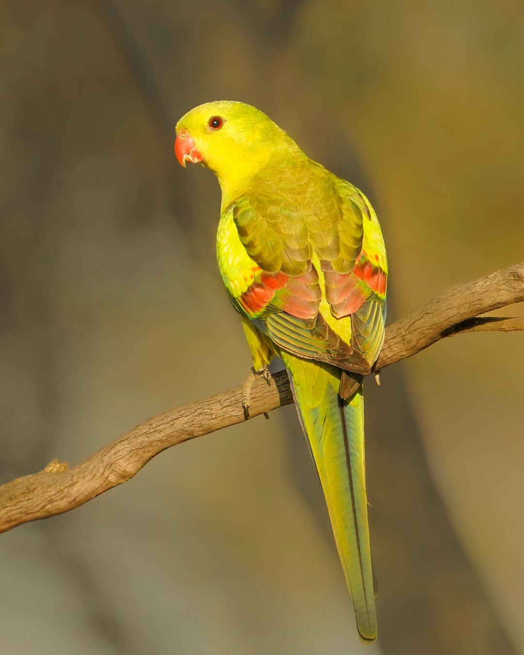 A green parrot perched on a branch against a yellow background.