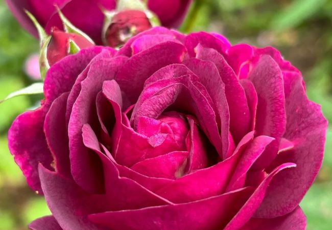 Birth Month Flowers : Nature's Monthly Gifts