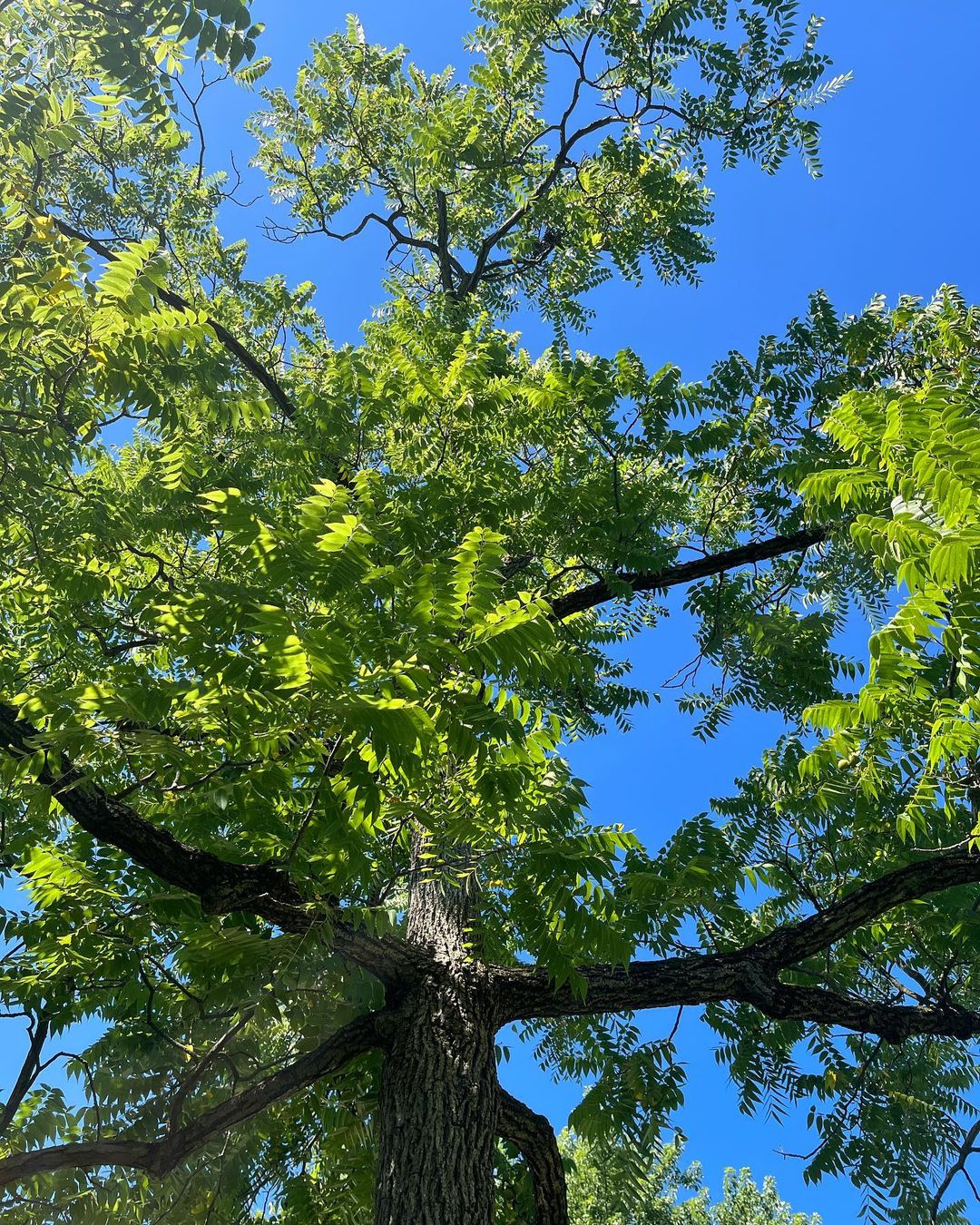 Trees that start with B