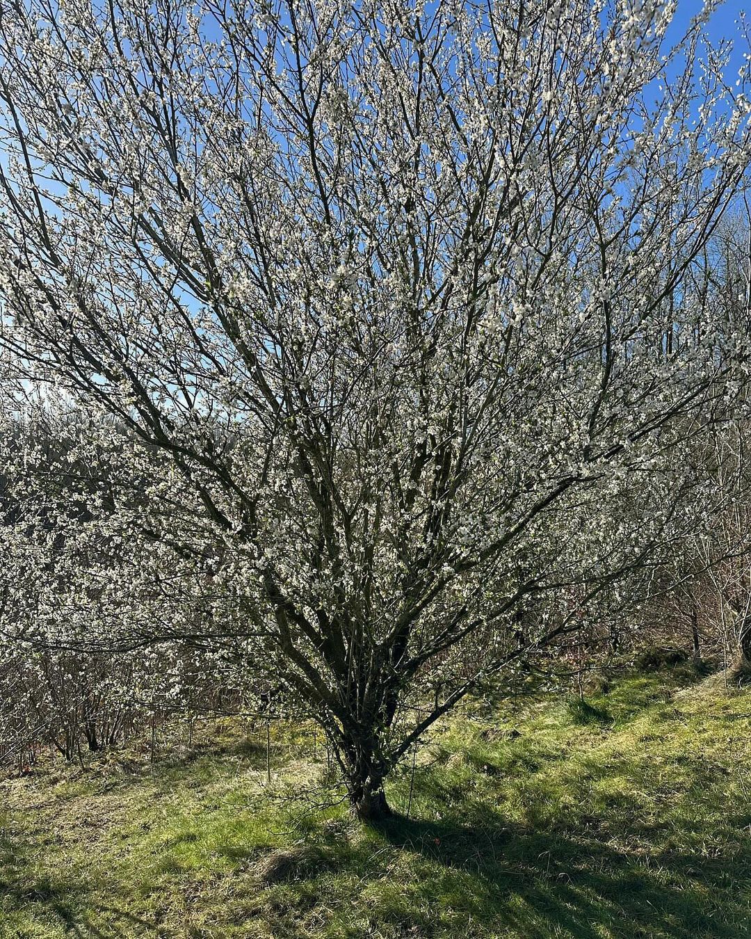 A Blackthorn tree with white flowers standing in a field. Trees that start with B