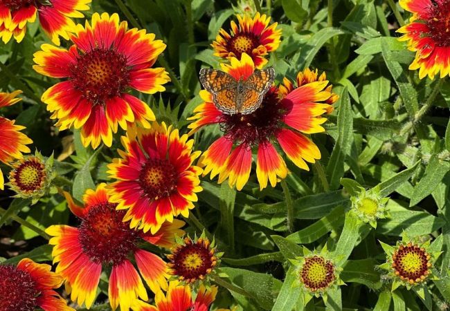 Blanket Flowers : Vibrant Garden Charmers