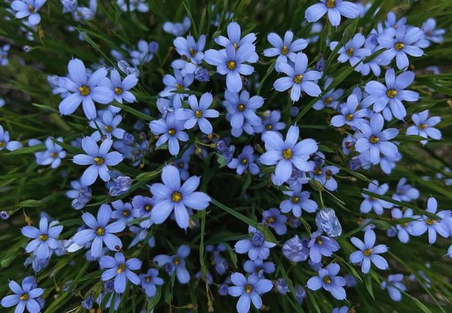 Blue Eyed Grass : The Charming Wildflower for Your Garden