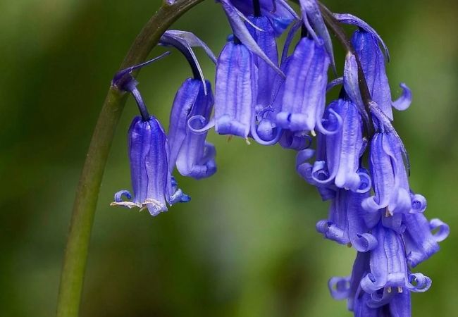 Bluebells : The Spring Flower That Brightens Woodland Gardens