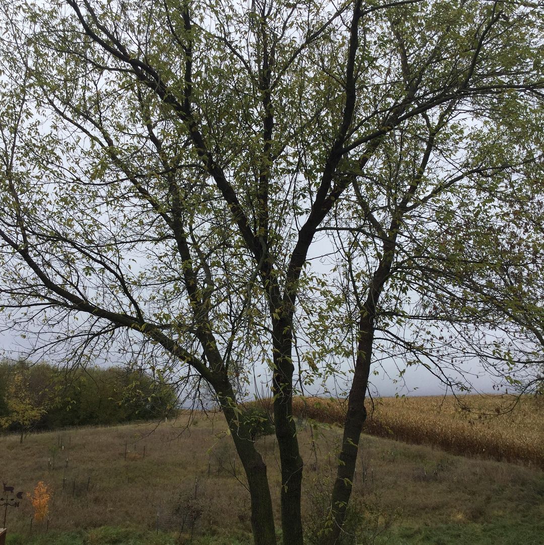 A Boxelder tree standing in a field with a clear blue sky in the background. Trees that start with B