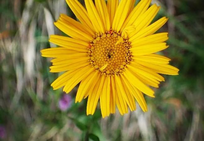 Buphthalmum Flowers: Your Guide to Growing Vibrant Yellow Daisies