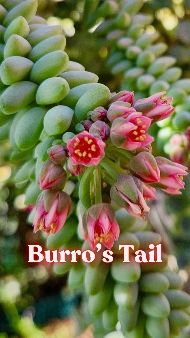 Burro’s Tail: Your Complete Guide to Growing This Stunning Succulent