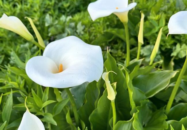 Calla Lily Flower : A Complete Guide for Garden Lovers