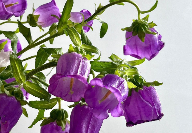 Canterbury Bell : Charming Bell-Shaped Blooms for Your Garden