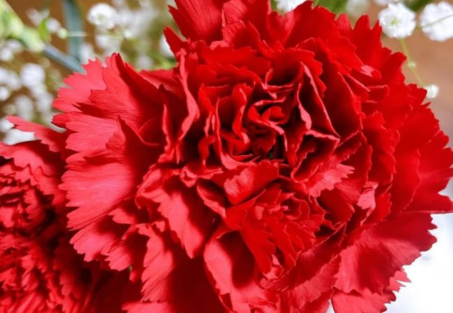 Carnations Flowers: Your Complete Guide to Beauty and Meaning