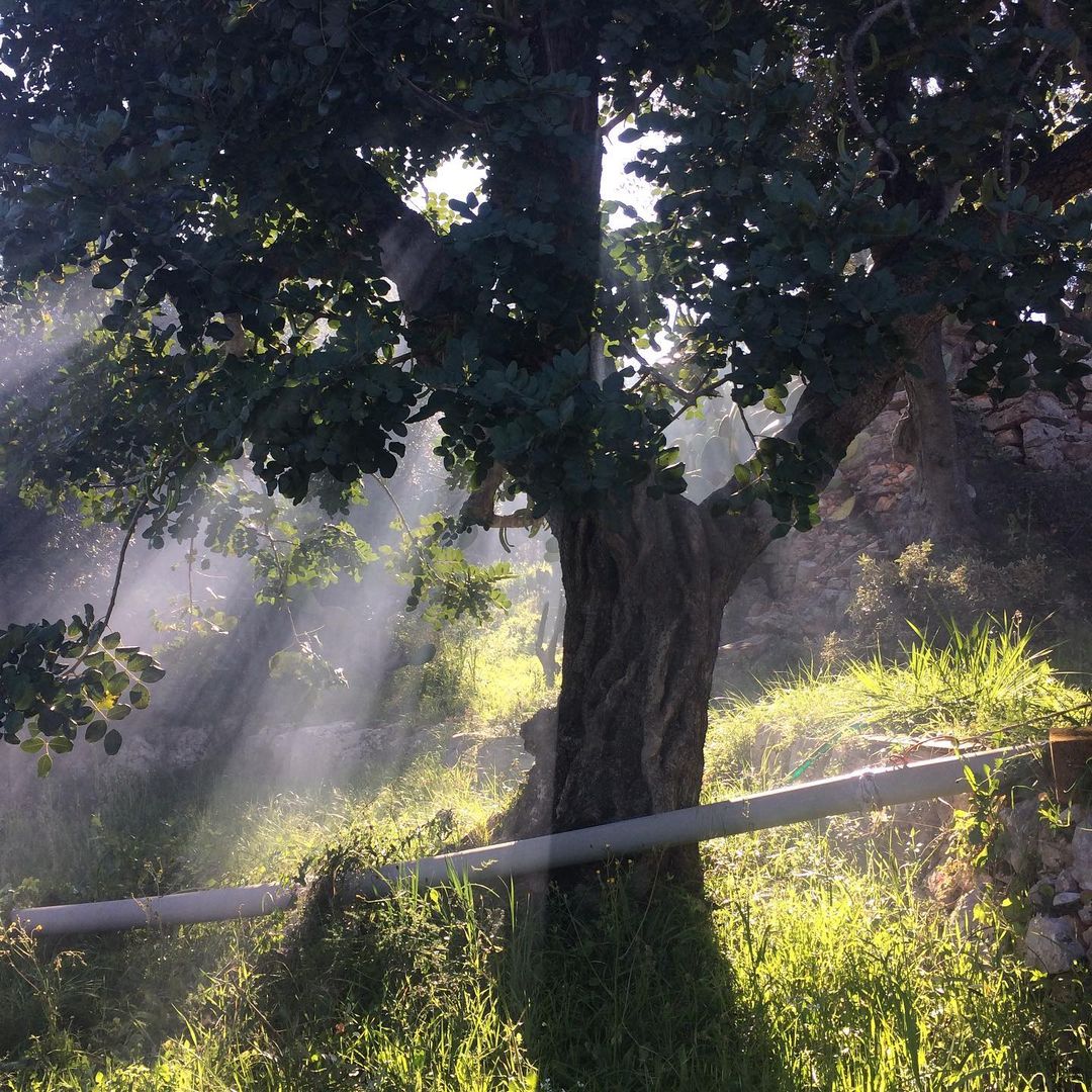 Sunlight filtering through the leaves of a Carob Tree. Trees That Start With C