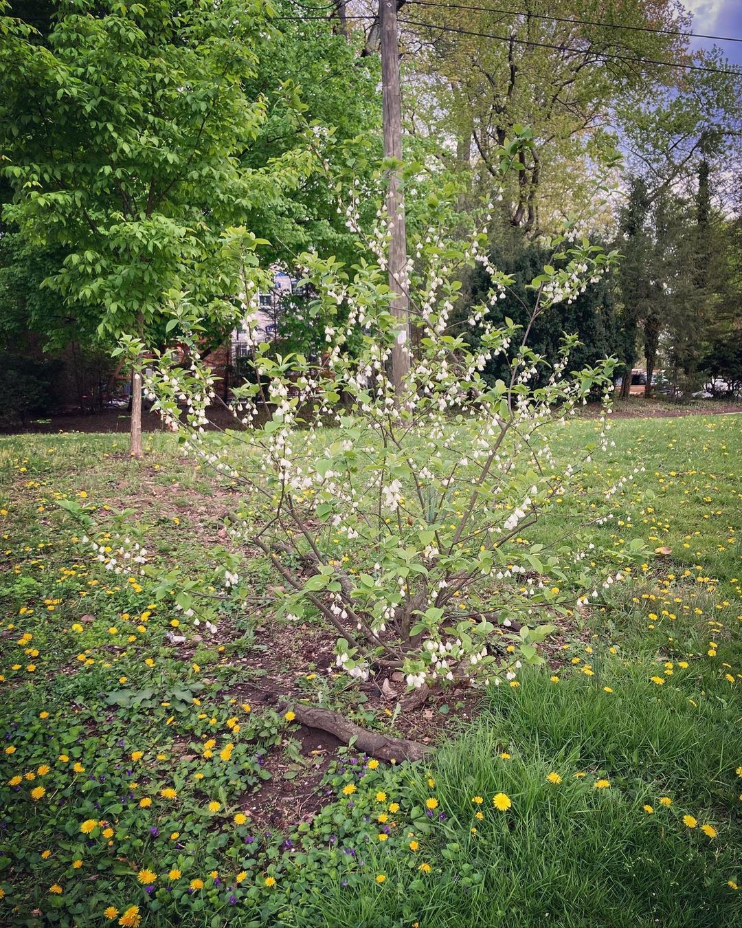 Carolina Silverbell Tree with pink flowers in green grass. Trees That Start With C