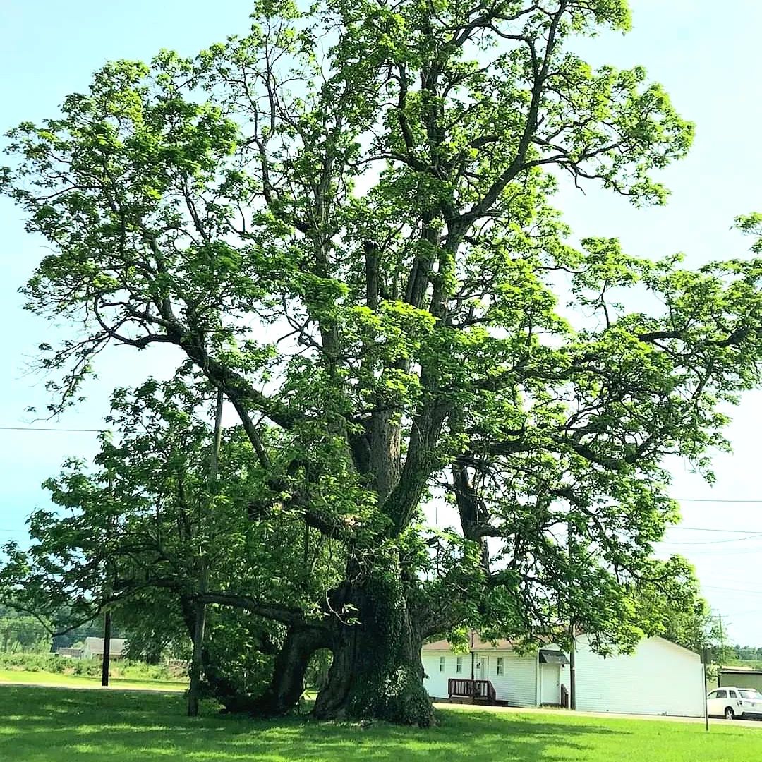 A Catalpa Tree standing tall in a vast field.Trees That Start With C